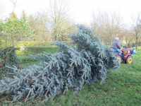 Weihnachtsbaumsetzen 2017