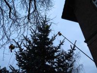 Weihnachtsbaumsetzen 2017