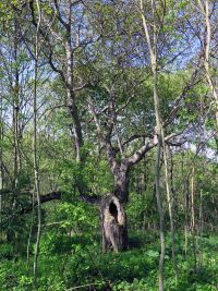 Frühjahrswanderung 2018