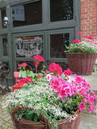 Pflanzen am 11.6.2018