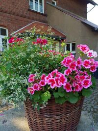 Pflanzen am 25.7.2018