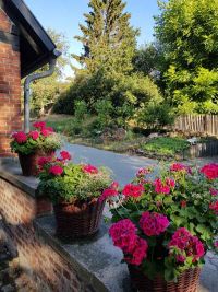 Pflanzen am 25.7.2018