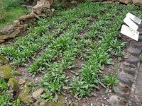 Färben mit frischen Waidblättern