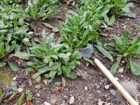 Färben mit frischen Waidblättern