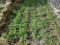 Färben mit frischen Waidblättern