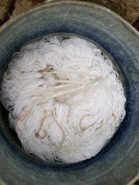 Färben mit frischen Waidblättern