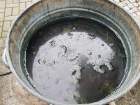 Färben mit frischen Waidblättern