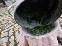 Färben mit frischen Waidblättern