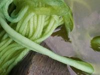 Färben mit frischen Waidblättern