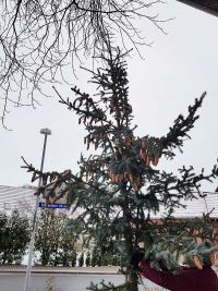 Abschmücken des Weihnachtsbaumes