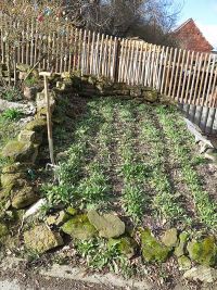 Waidbeet im Jahr 2021