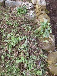 Waidbeet im Jahr 2021