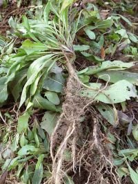 Waidbeet im Jahr 2021