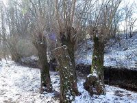 Kopfweidenschnitt 2021