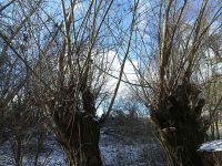 Kopfweidenschnitt 2021