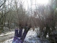 Kopfweidenschnitt 2021