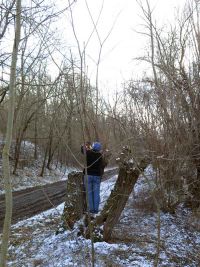 Kopfweidenschnitt 2021