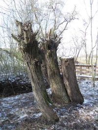 Kopfweidenschnitt 2021