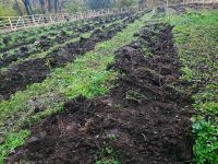 Heimatvereinsbeitrag zur Baumpflazaktion