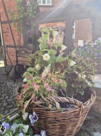 Museumsbepflanzung 2025