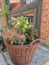 Museumsbepflanzung 2025