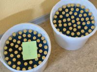 Waidfestvorbereitung