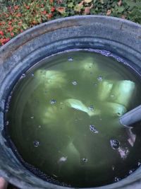 Waidfestvorbereitung