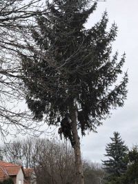 Weihnachtsbaumsetzen 2025